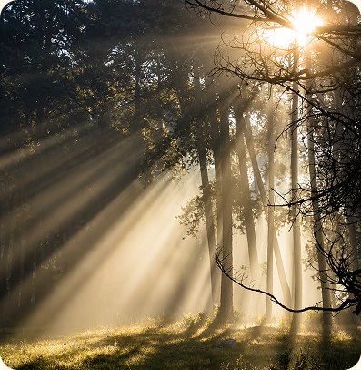 - D.WELL Lancaster, PA Sunlight filters through trees in a forest, creating prominent beams of light for a holistic wellness retreat. - D.WELL Lancaster, PA